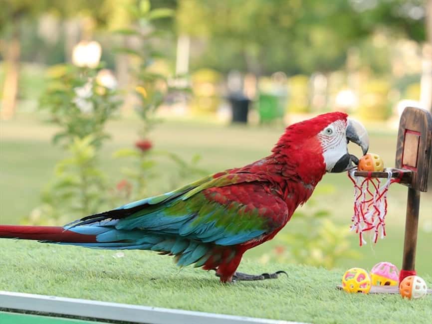 Dubai: Dubai Dolphinarium Dolphin, Seal & Bird Show Tickets - Dubai Dolphinarium in Creek Park: where you’ll go and what you’ll see