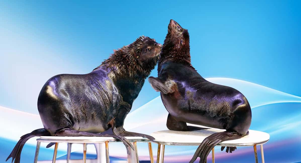 Dubai: Dubai Dolphinarium Dolphin, Seal & Bird Show Tickets - Dolphin and seal show: the stunts, the behavior, and the up-close splash