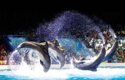 Dubai: Dubai Dolphinarium Dolphin, Seal & Bird Show Tickets - Price and logistics: $25 plus the AED 5 Creek Park entry fee