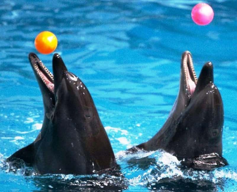 Dubai: Dubai Dolphinarium Dolphin, Seal & Bird Show Tickets - Should you book Dubai Dolphinarium Dolphin, Seal & Bird Show Tickets?