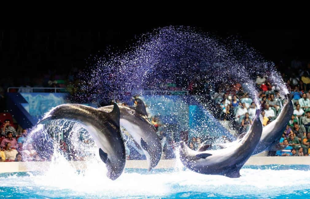 Dubai: Dubai Dolphinarium Dolphin, Seal & Bird Show Tickets - Price and logistics: $25 plus the AED 5 Creek Park entry fee