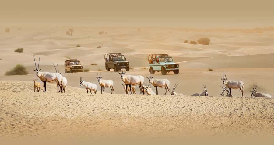 Dubai: Heritage Safari, Camel Ride & Al Marmoom Oasis Dinner - The vintage Mercedes G-Class ride (and why it’s more than a transfer)
