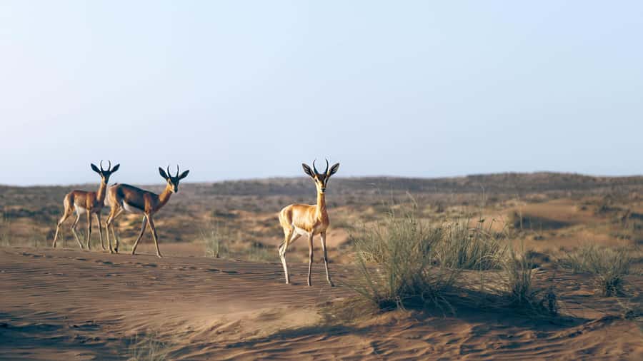 Dubai: Heritage Safari in Vintage Land Rover with Dinner - Desert Conservation Reserve stops: where wildlife spotting actually happens