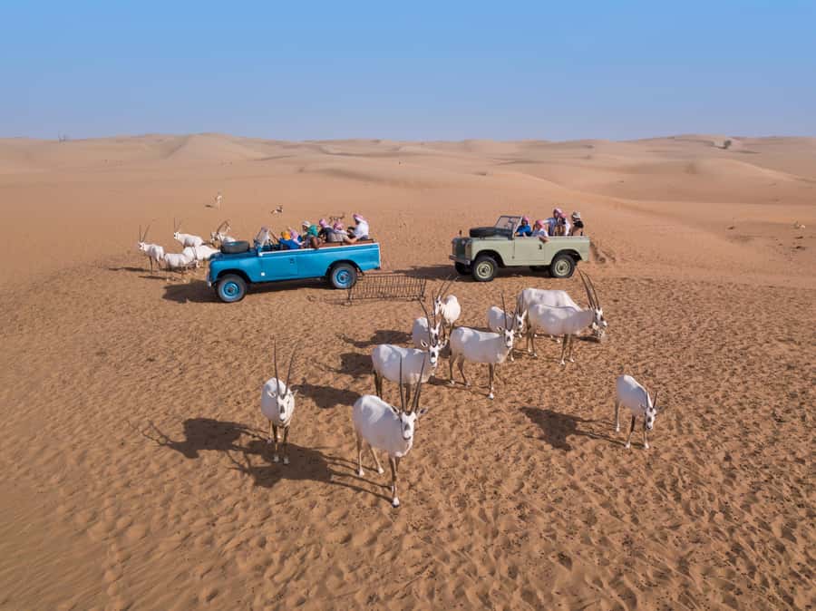 Dubai: Heritage Safari in Vintage Land Rover with Dinner - Shisha and guided stargazing under the desert sky