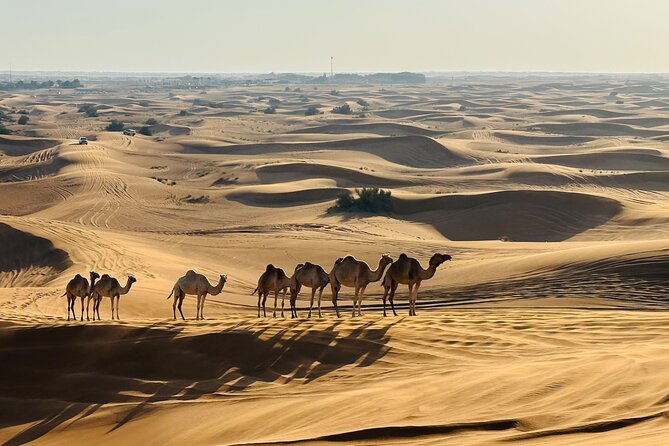 Dubai Morning Evening Desert Safari,Sand boarding and Camel ride - Camel ride: a short classic moment with big photo energy