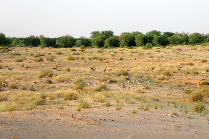 Dubai: Morning Safari by Vintage G Class & Al Marmoom Experience - Value for $134: Why It’s More Than a Dune Ride
