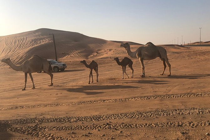 Dubai Red Dunes Desert Safari : Sandboarding, BBQ & Live Shows - From Dubai pick-up to Lahbab red dunes: how the day is paced