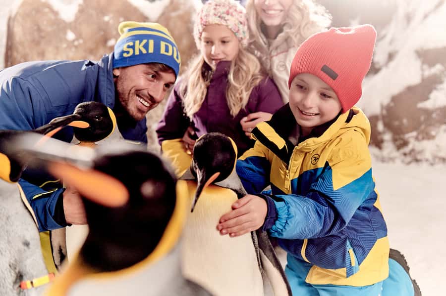 Dubai: Ski Dubai Snow Park Classic Pass - The penguin question: plan it or skip it