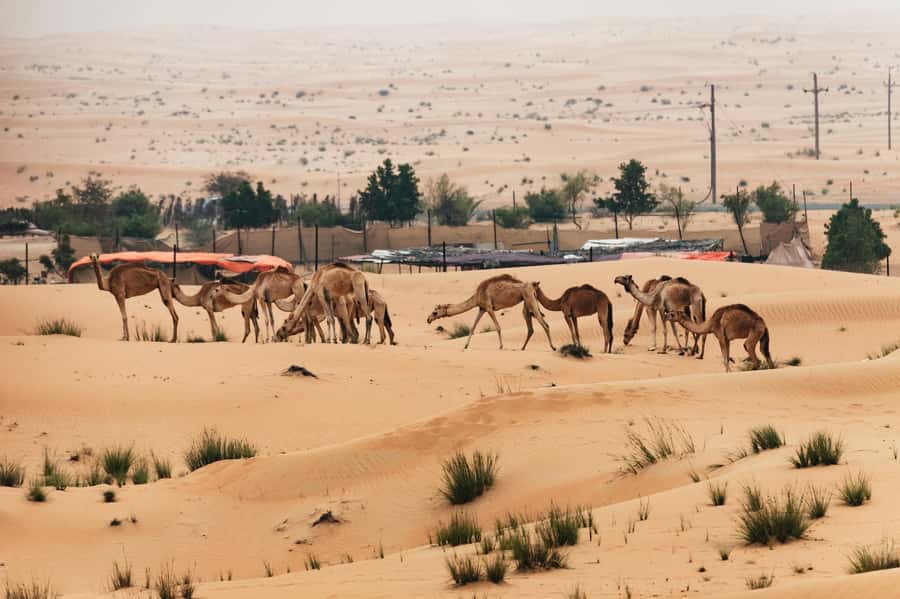 Dubai: Sunrise Balloon Flight with Camel Ride & Breakfast - Dubai Desert Conservation Reserve: why the location is part of the value