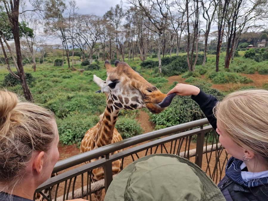 Elephant Orphanage and Giraffe Center Tour with Options - Key Things to Know Before You Go