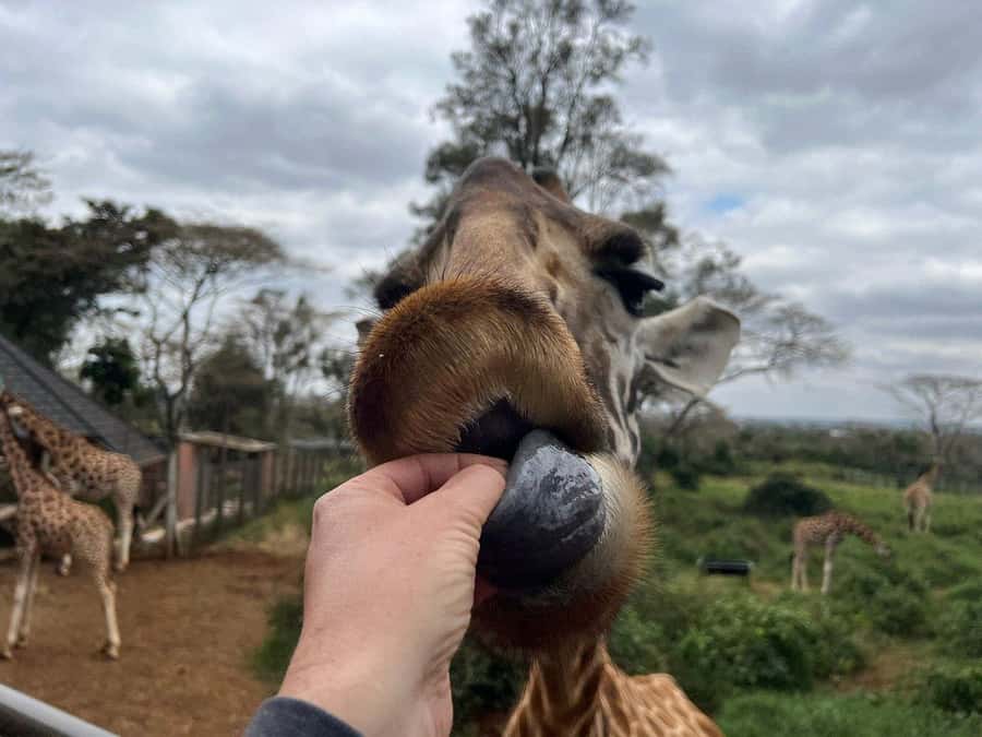 Elephant Orphanage and Giraffe Center Tour with Options - Should You Book This Tour?