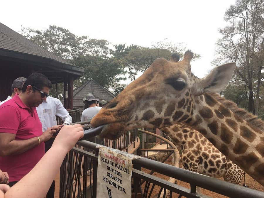 Elephant Orphanage and Giraffe Center Tour with Options - A Nairobi Day With Three Anchors: Giraffe Center, Sheldrick, Kazuri