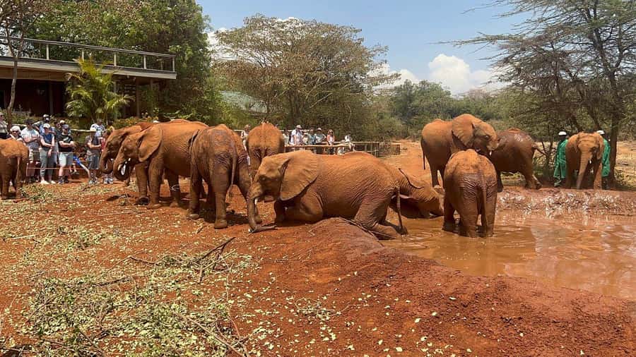 Elephant Orphanage and Giraffe Center Tour with Options - David Sheldrick Elephant Orphanage: Milkbottles, Water Play, and Why the Fee Matters