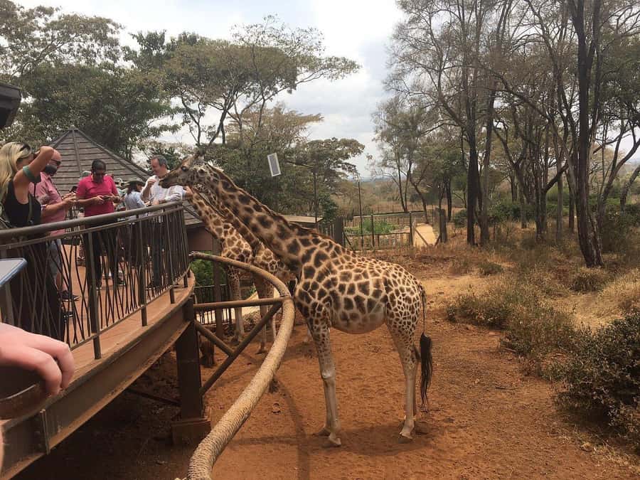 Elephant Orphanage and Giraffe Center Tour with Options - Options That Turn This Into a Culture or Safari Add-On