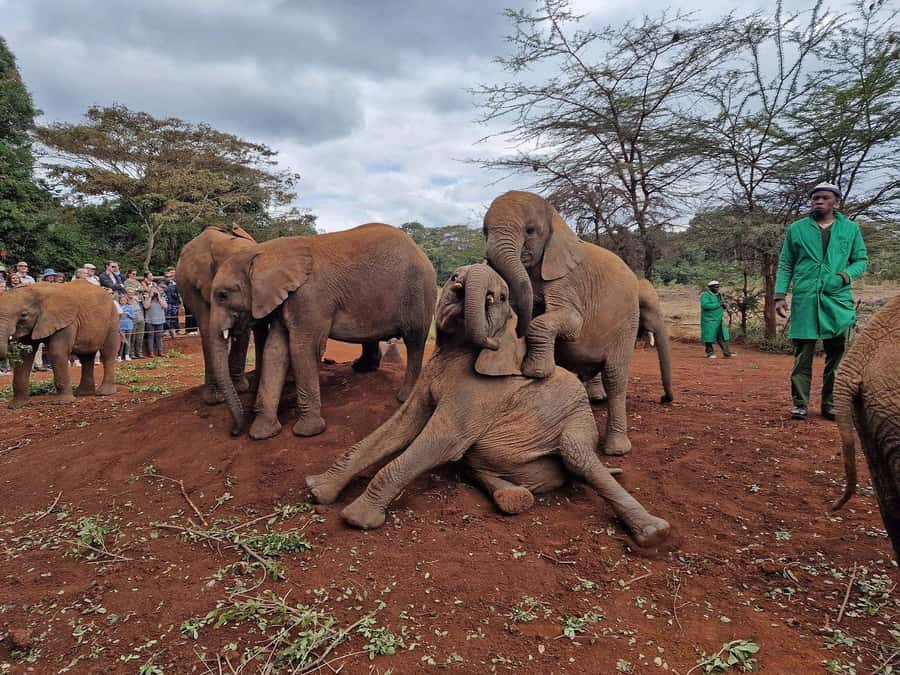 Elephant Orphanage and Giraffe Center Tour with Options - Getting There Without Drama: Timing, Traffic, and Guides