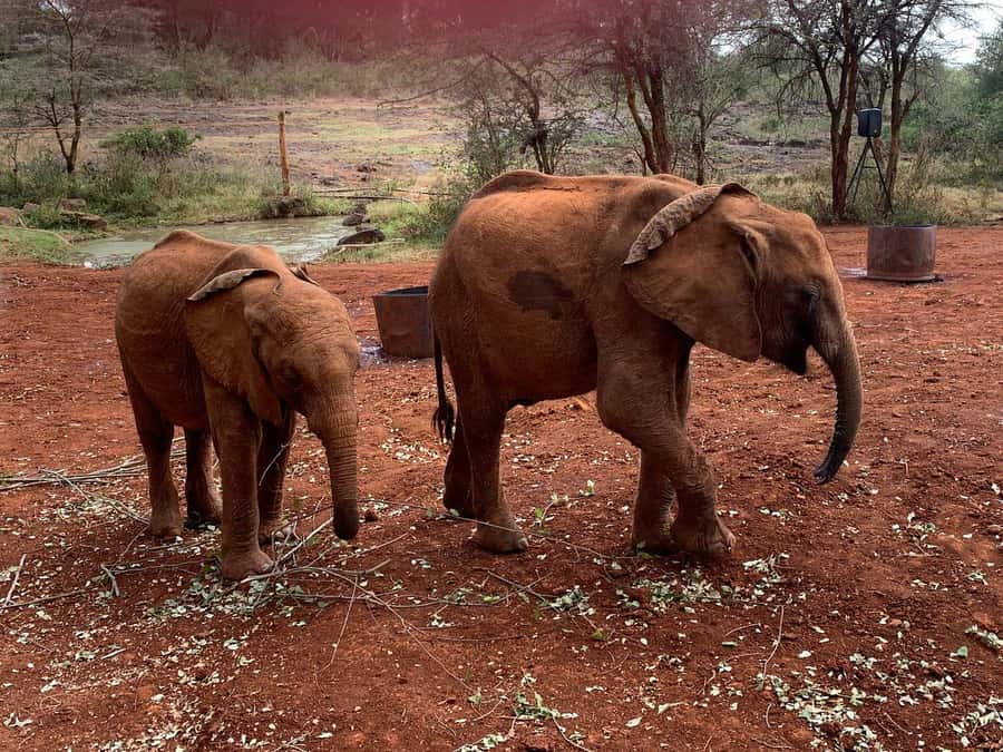 Elephant Orphanage and Giraffe Center Tour with Options - Price, Value, and the Extra Nairobi National Park Conservation Fee