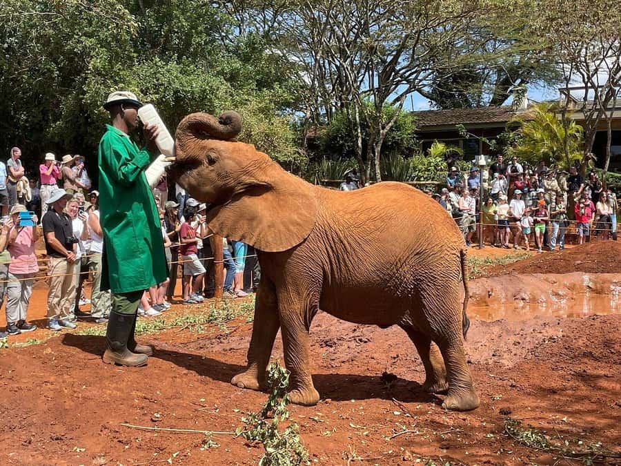 Elephant Orphanage and Giraffe Center Tour with Options - What the Giraffe Center Is Really Like (and How Feeding Works)