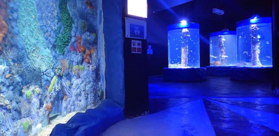 Entry Ticket: Grand Aquarium Hurgada - Price and value: is $33 worth your time?