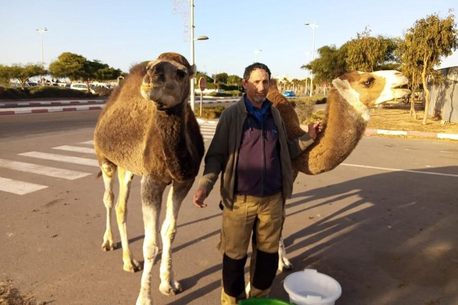 Essaouira Activities: Discover Essaouira by Quad - Private Tour Feel and Multilingual Guide Options