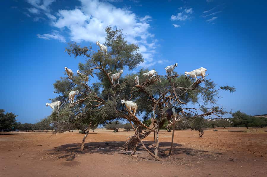 Essaouira Day Trip from Agadir - Argan oil factory visit: what you should pay attention to
