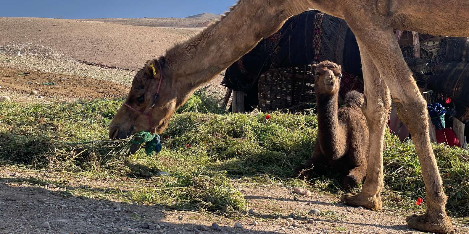 Evening Marrakech: Agafay Desert Quad , Camel & Dinner Shows - Camel ride: short, safe-feeling, and surprisingly peaceful