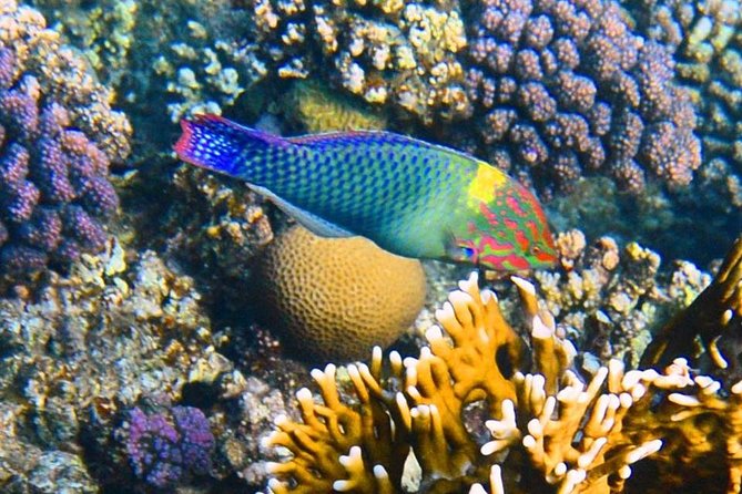 Excursion to the White Island & Ras Mohammed National Park from Sharm El Sheikh - From hotel pickup to the port: where the day is won