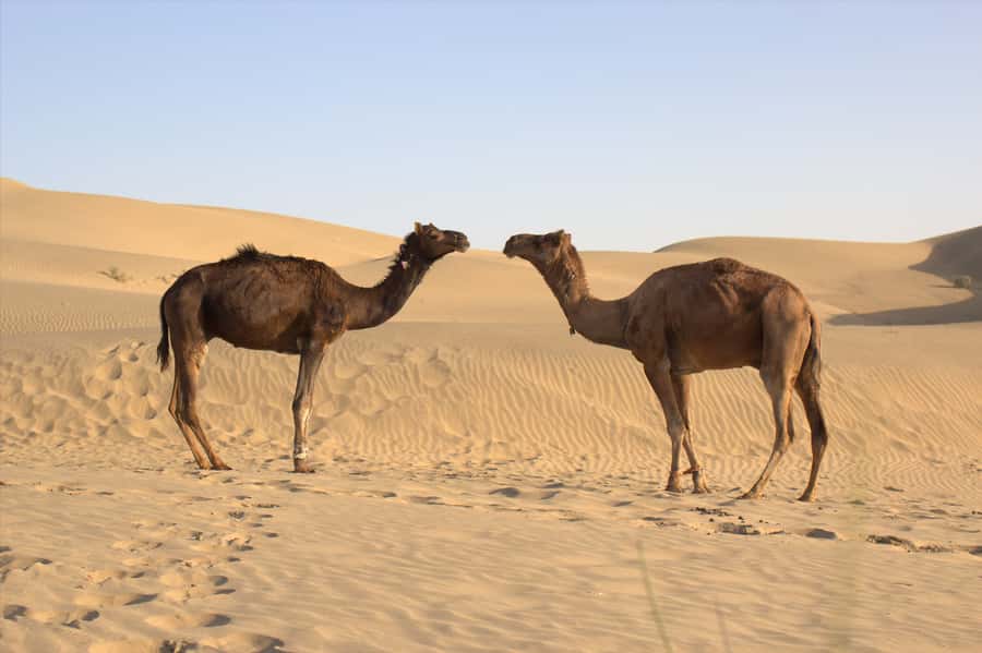 From Agadir: 4×4 Jeep Sahara Desert Tour with Lunch - 4×4 seating reality check: comfort vs. adventure