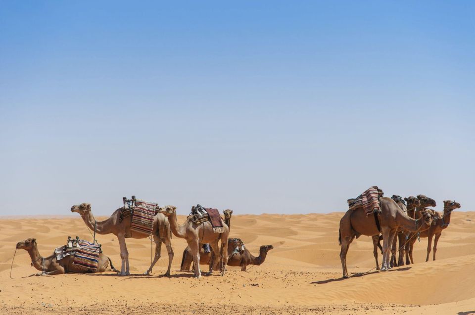 From Agadir: Camel Ride and Flamingo Trek - Camels In Motion: Comfort, Time In The Saddle, Photos