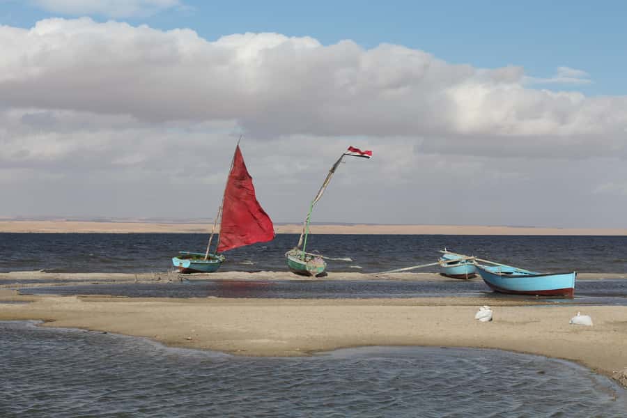 From Cairo: Full-Day Tour to El Fayoum - Price and logistics: what $100 per person really covers