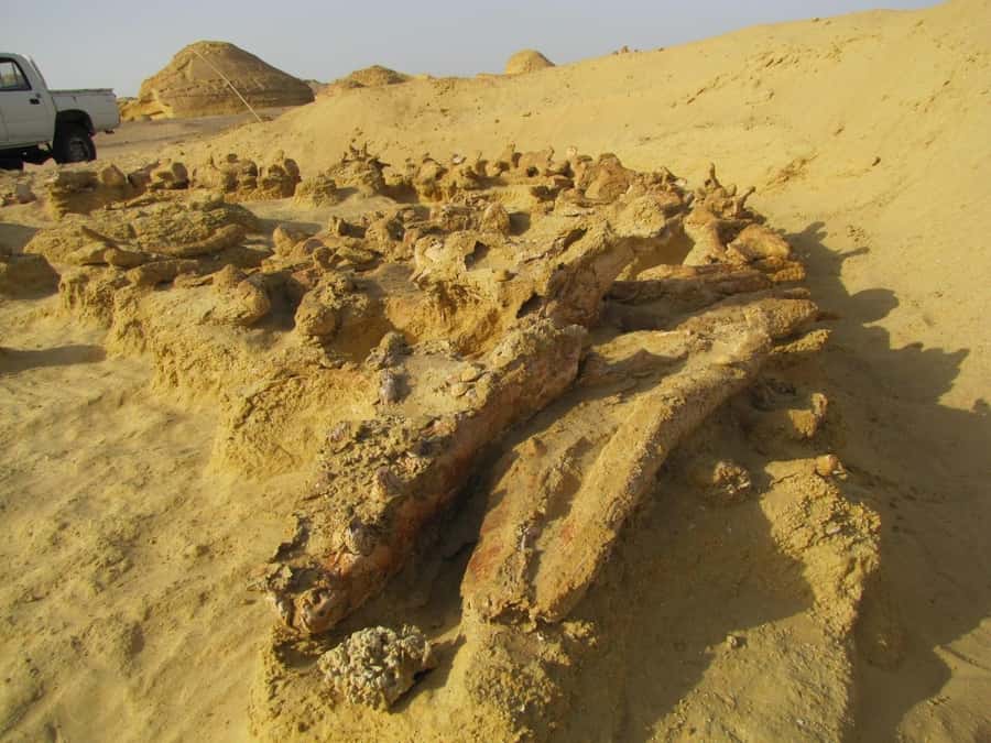 From Cairo: Full-Day Tour to El Fayoum - Wadi Al-Hitan (Valley of the Whales): fossils, a museum stop, and real walking time