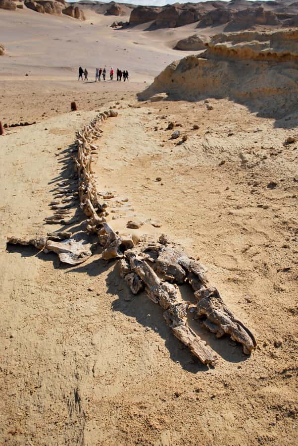 From Cairo: Full-Day Tour to El Fayoum - Lunch and desert camp food: where the day slows down