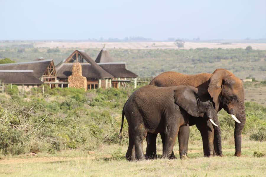 From Cape Town: 2-Day Safari at Garden Route Game Lodge - Cape Town to the southern tip: why this drive is more than transportation
