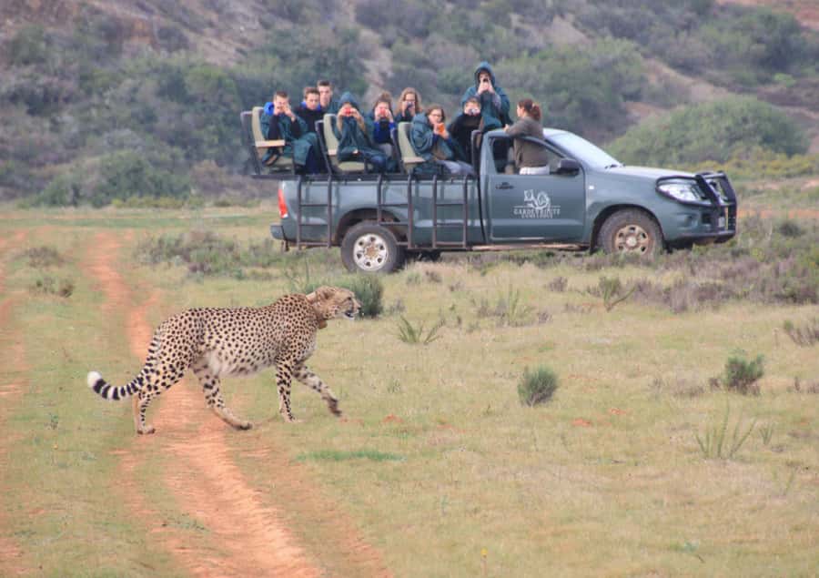 From Cape Town: 2-Day Safari at Garden Route Game Lodge - Hermanus, Betty’s Bay, and Cape Agulhas: the stops that break the monotony