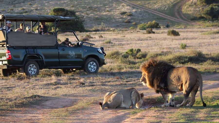 From Cape Town: 2-Day Safari at Garden Route Game Lodge - Sunset safari in an open vehicle: how to get the most from your first drive