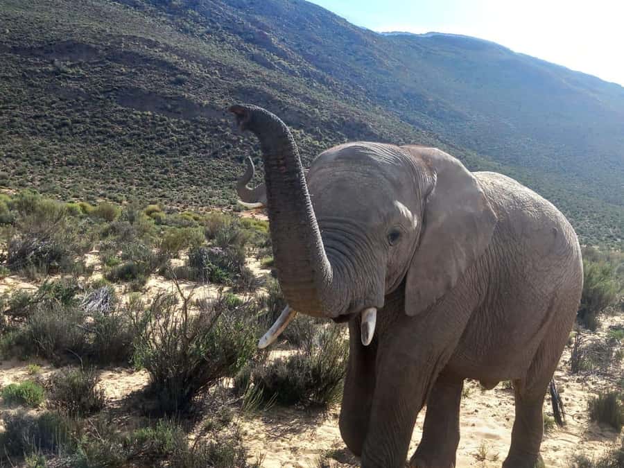 From Cape Town: Aquila Game Reserve Sunset Game Drive - Key Points to Know Before You Go