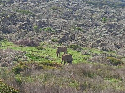 From Cape Town: Aquila Game Reserve Sunset Game Drive - Pickup, Photo Stops, and the “Why Are We Stopping?” Question