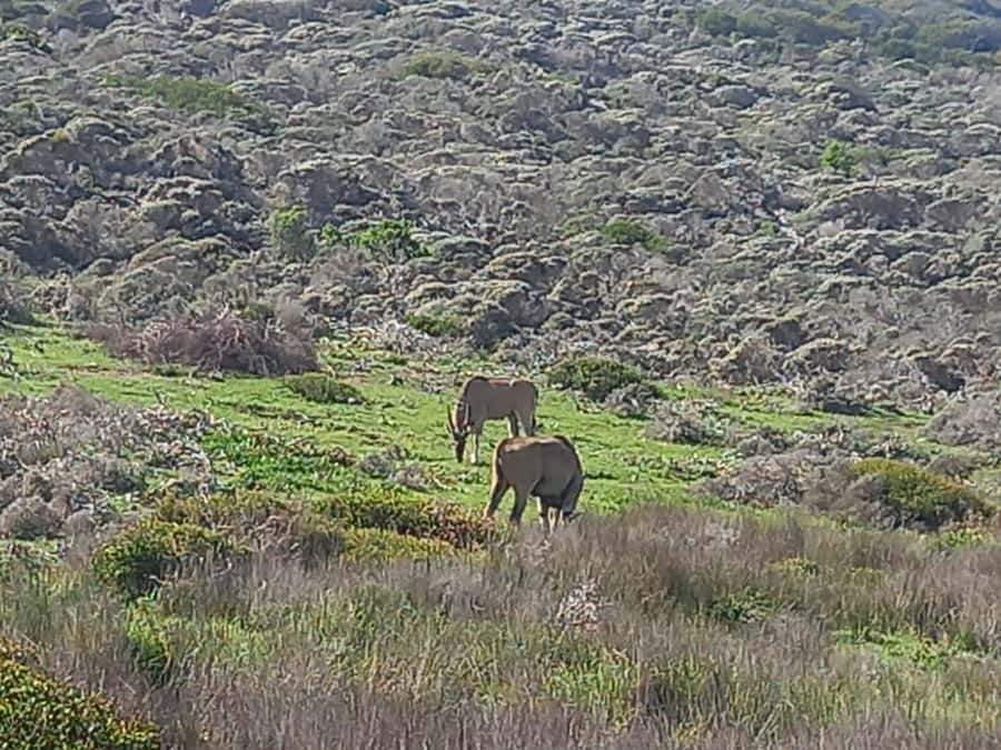 From Cape Town: Aquila Game Reserve Sunset Game Drive - Pickup, Photo Stops, and the “Why Are We Stopping?” Question