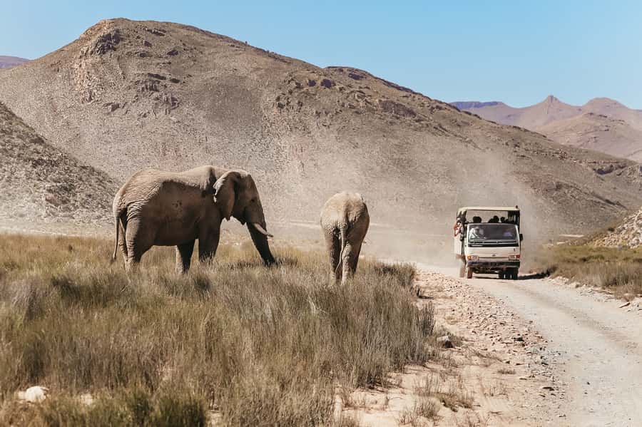 From Cape Town: Big Five Game Reserve with Lunch - Should you book this Cape Town Big Five day trip?