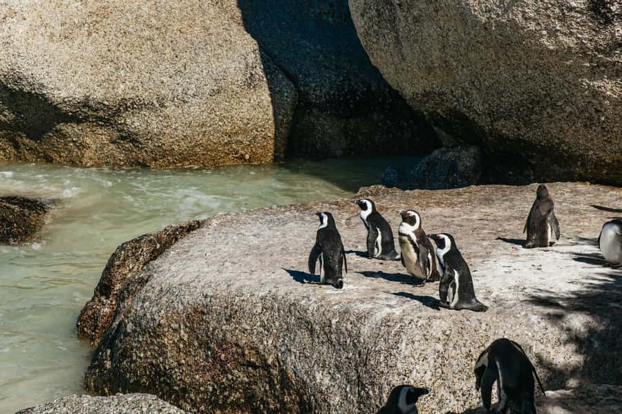 From Cape Town: Cape Peninsula & Boulders Penguin Beach Tour - Key highlights worth planning around