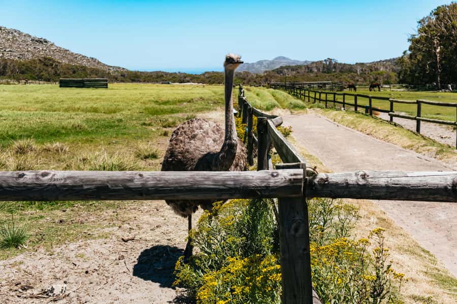From Cape Town: Cape Peninsula & Boulders Penguin Beach Tour - Chapman’s Peak Drive: the scenic road people remember
