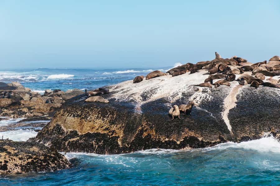 From Cape Town: Cape Peninsula & Boulders Penguin Beach Tour - Cape of Good Hope: the sign photo, plus nature reserve context