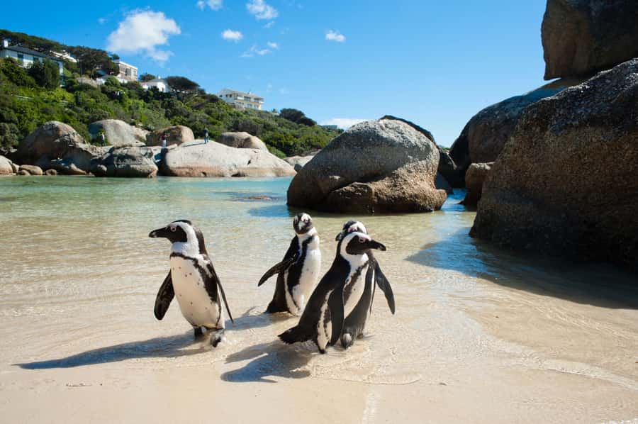 From Cape Town: Cape Point and Boulders Beach Full-Day Tour - Cape Point Nature Reserve Stop: Funicular, Trails, and Wildlife