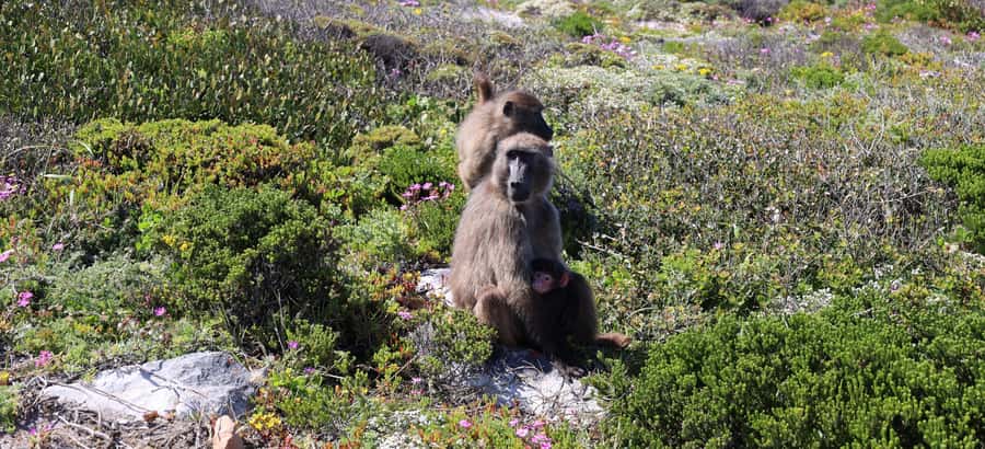 From Cape Town: Cape Point and Boulders Beach Half-Day Tour - Key things to know before you go