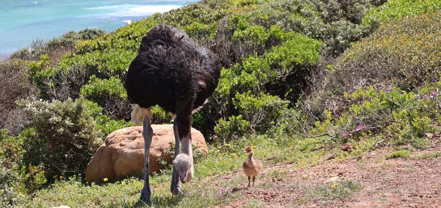 From Cape Town: Cape Point and Boulders Beach Half-Day Tour - Who should book this half-day tour