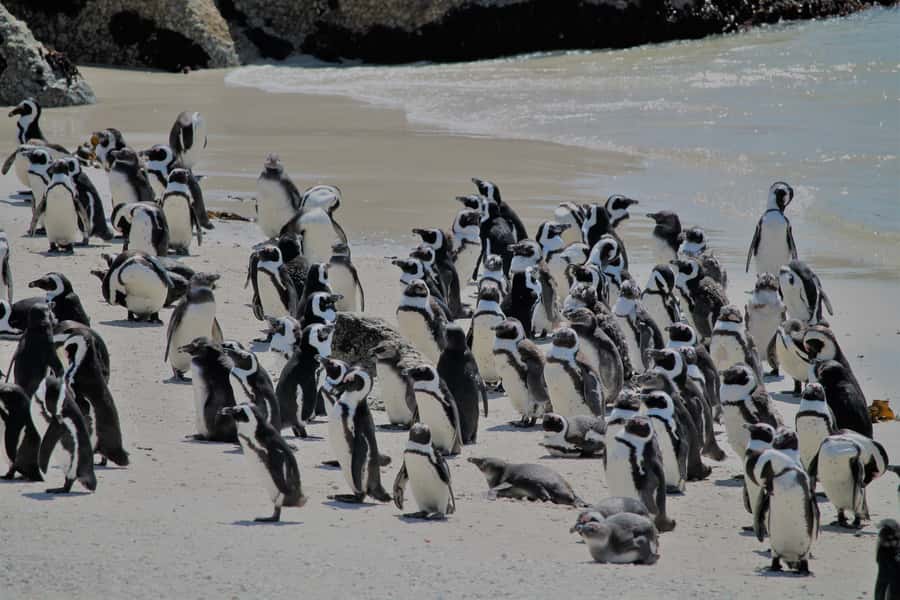 From Cape Town: Cape Point and Boulders Beach Half-Day Tour - How the five-hour Cape Peninsula route stays efficient
