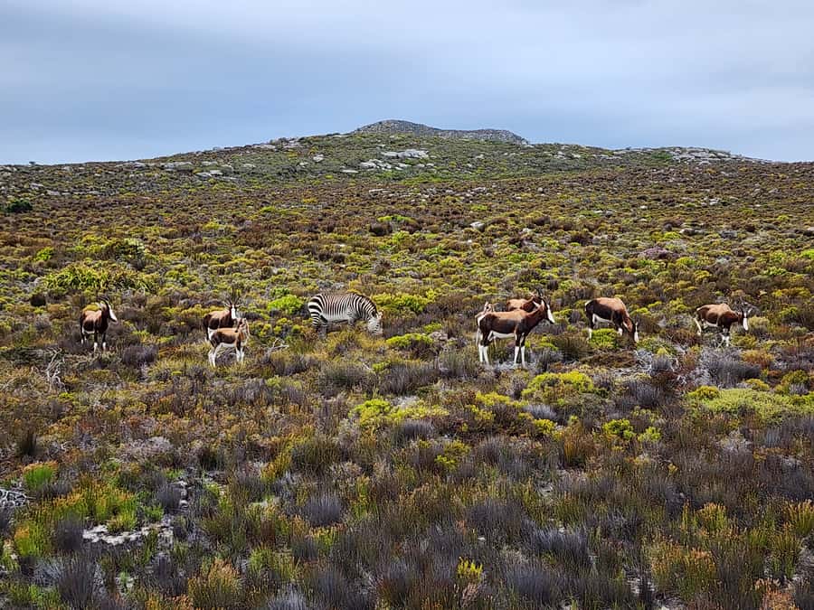 From Cape Town: Cape Point and Boulders Beach Half-Day Tour - Cape of Good Hope: standing where the Cape story ends