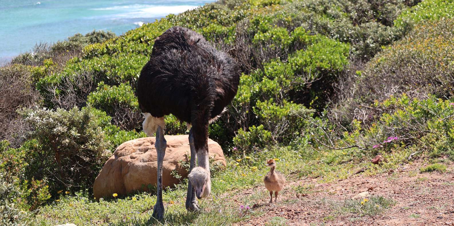 From Cape Town: Cape Point and Boulders Beach Half-Day Tour - The guide experience: what makes the day feel smooth