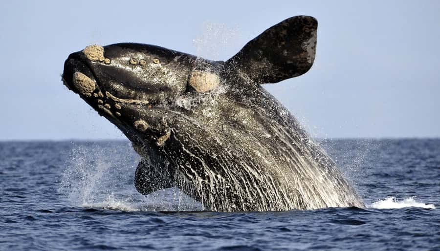 From Cape Town: Hermanus Whale Watching Boat Trip - Key highlights you’ll notice right away