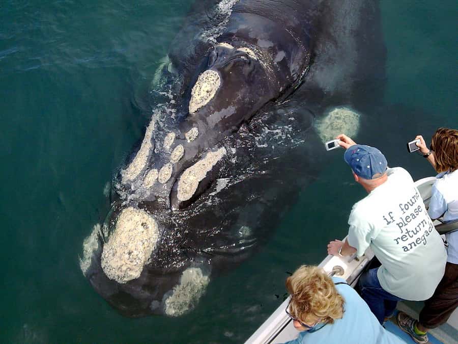 From Cape Town: Hermanus Whale Watching Boat Trip - From Cape Town to Gansbaai: the early-morning drive you should plan for