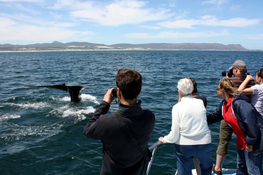 From Cape Town: Hermanus Whale Watching Boat Trip - Cliffs of De Kelders and the Hermanus whale zone: how spotting works